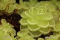 /album/fotogaleria-pinguicula/prevziat-1-jpg7/